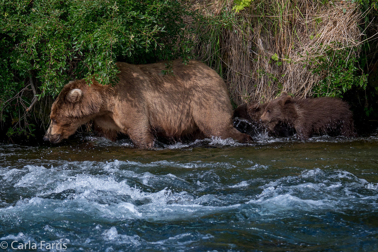 Beadnose (409) & Cubs