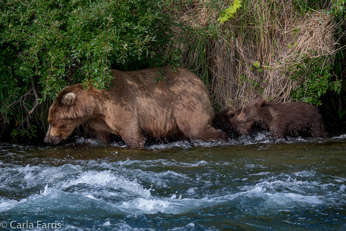 Beadnose (409) & Cubs