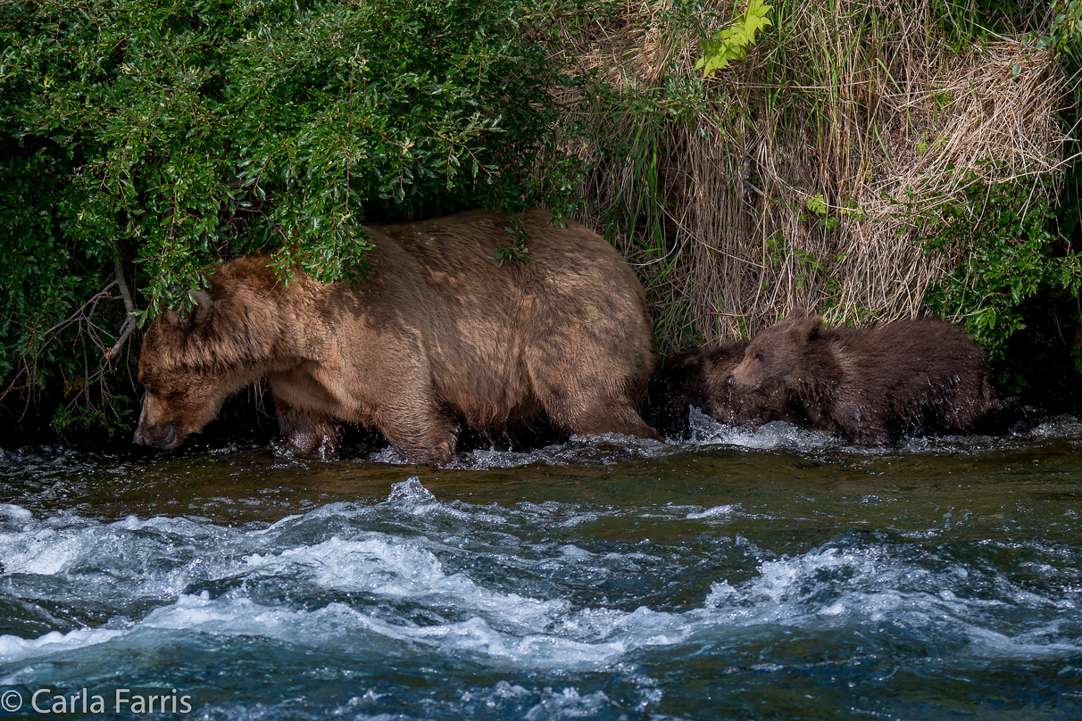 Beadnose (409) & Cubs