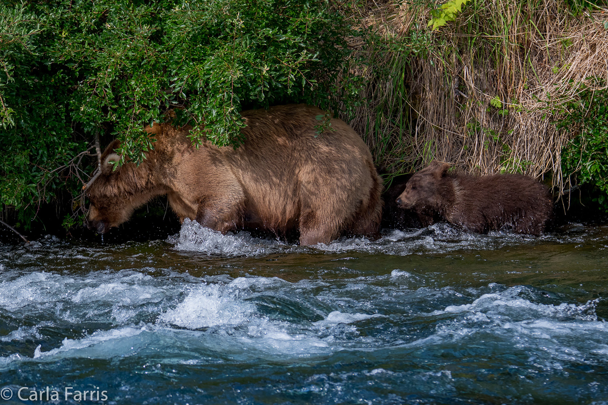 Beadnose (409) & Cubs