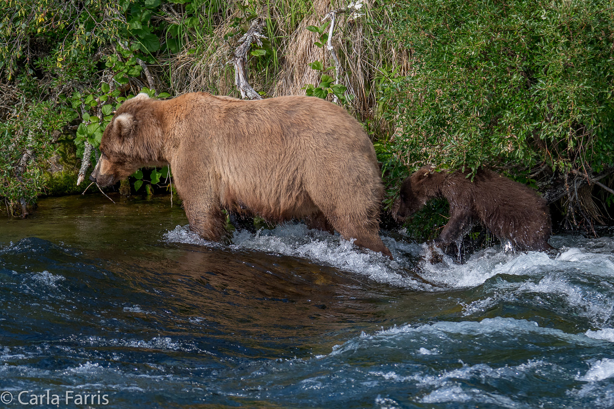 Beadnose (409) & Cubs