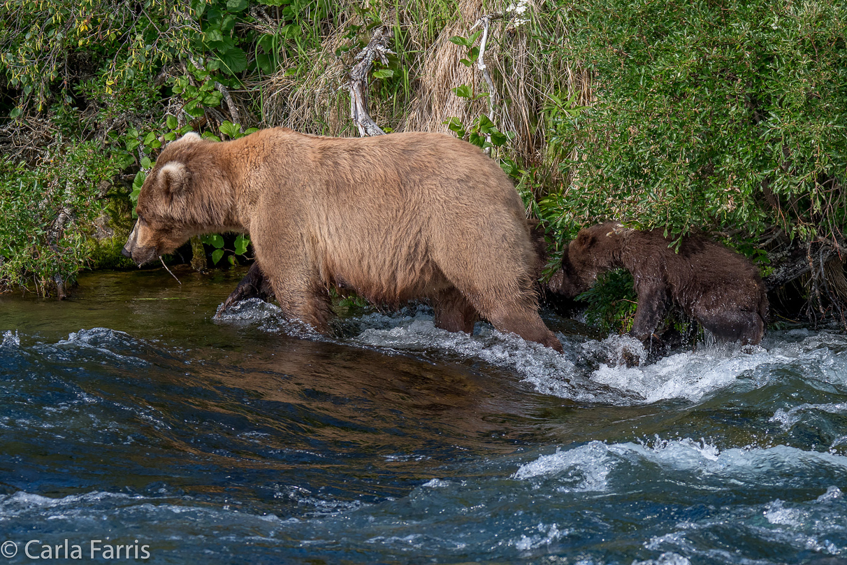 Beadnose (409) & Cubs