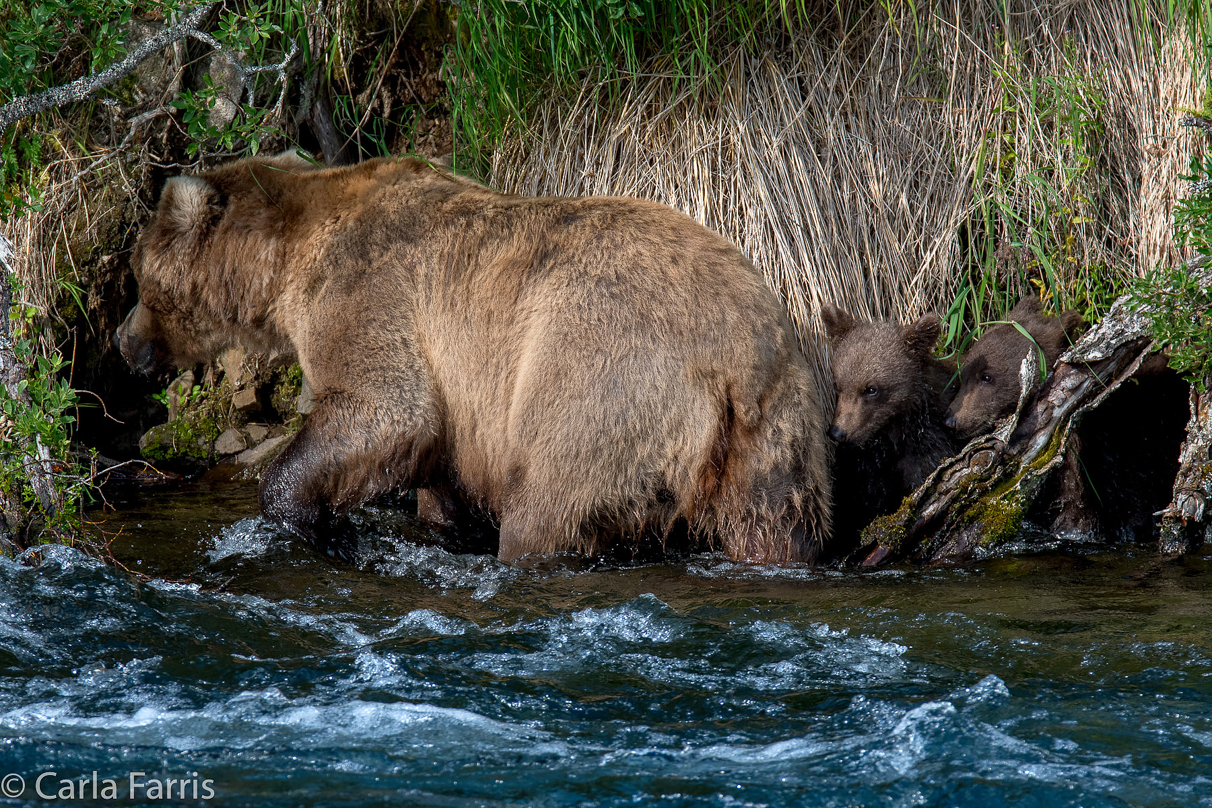 Beadnose (409) & Cubs