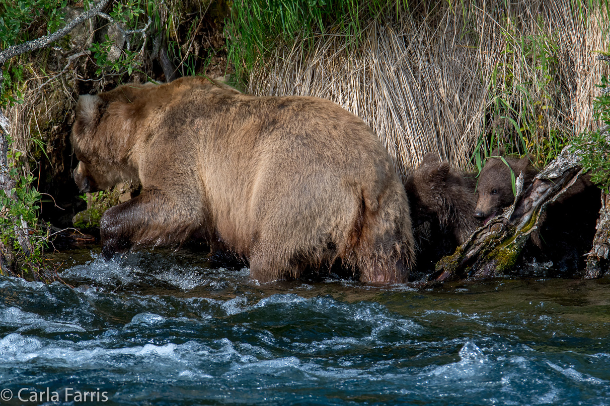 Beadnose (409) & Cubs