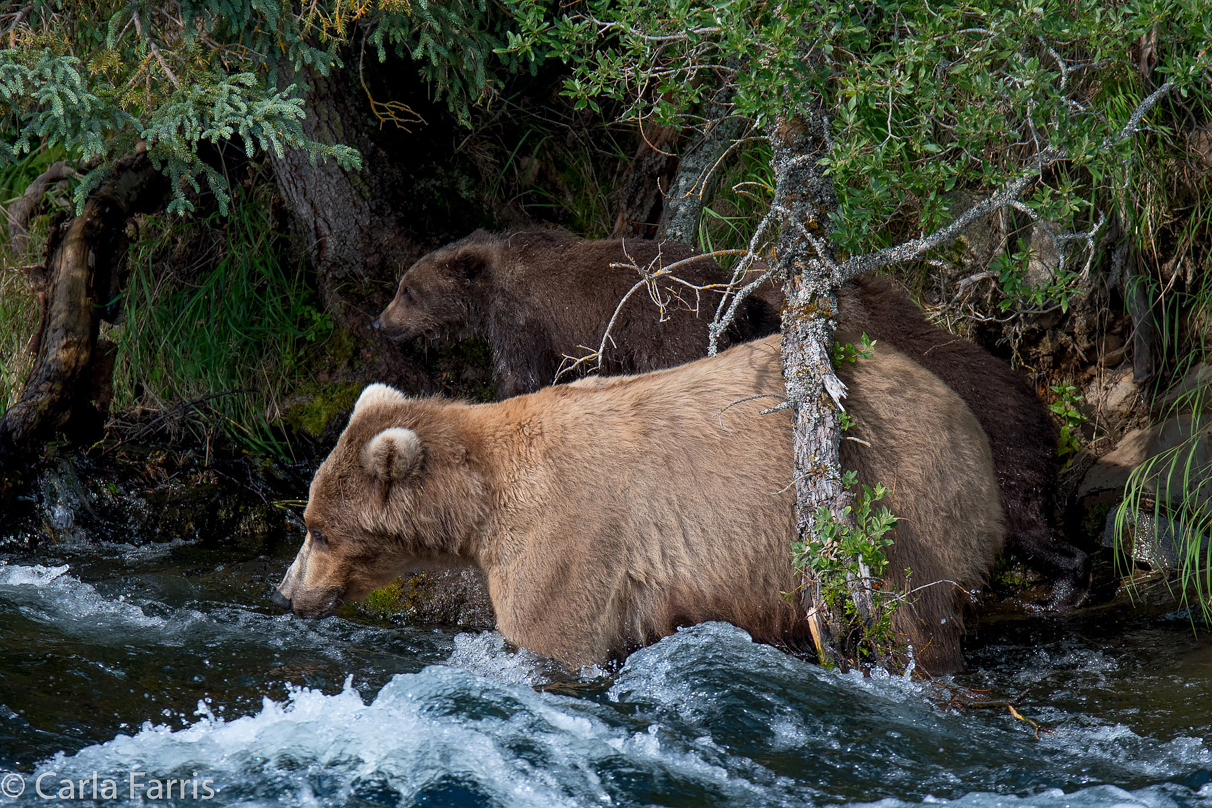 Beadnose (409) & Cubs