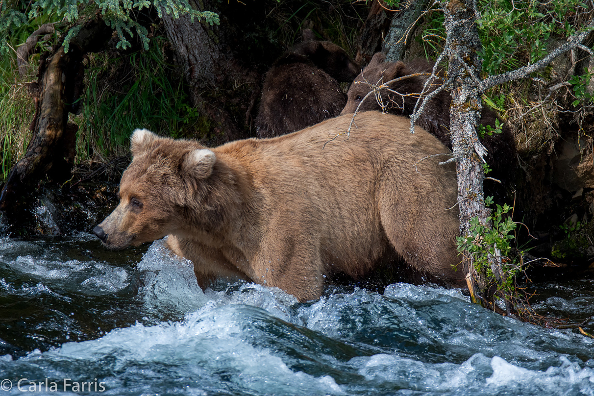 Beadnose (409) & Cubs