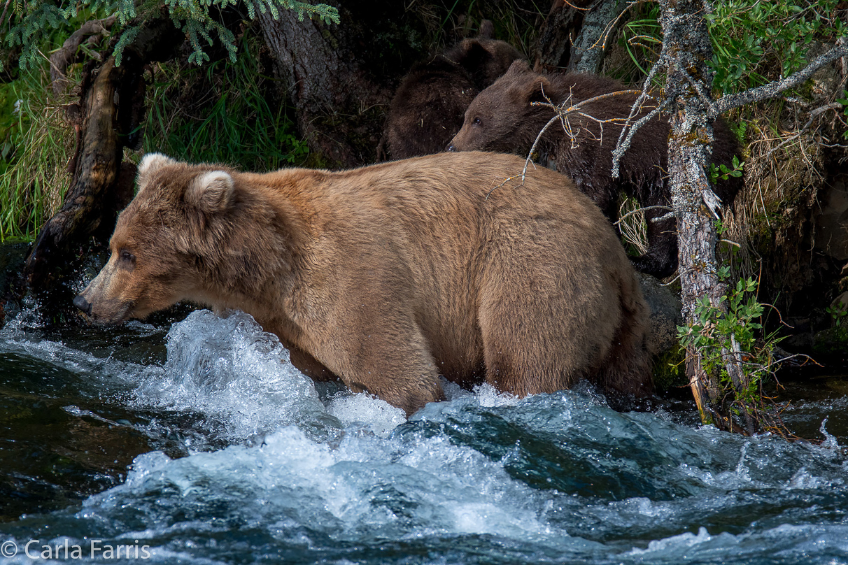 Beadnose (409) & Cubs