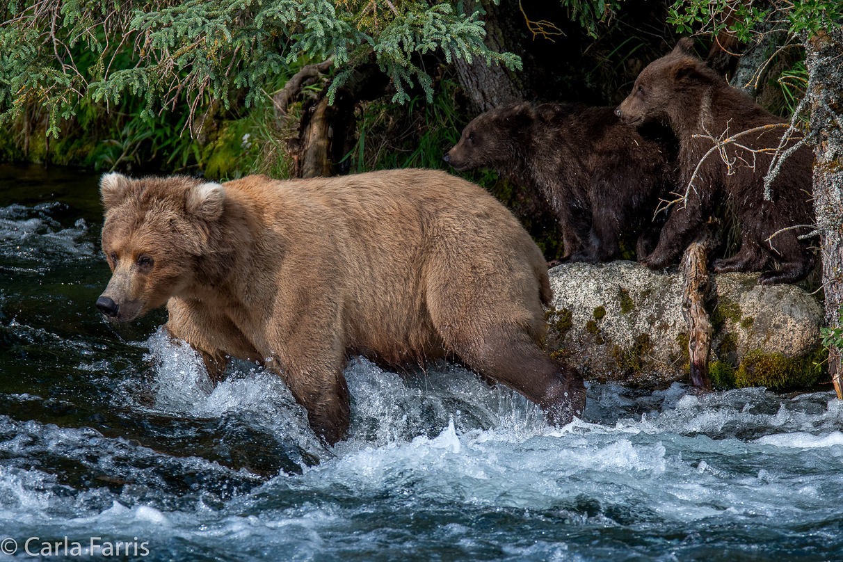 Beadnose (409) & Cubs