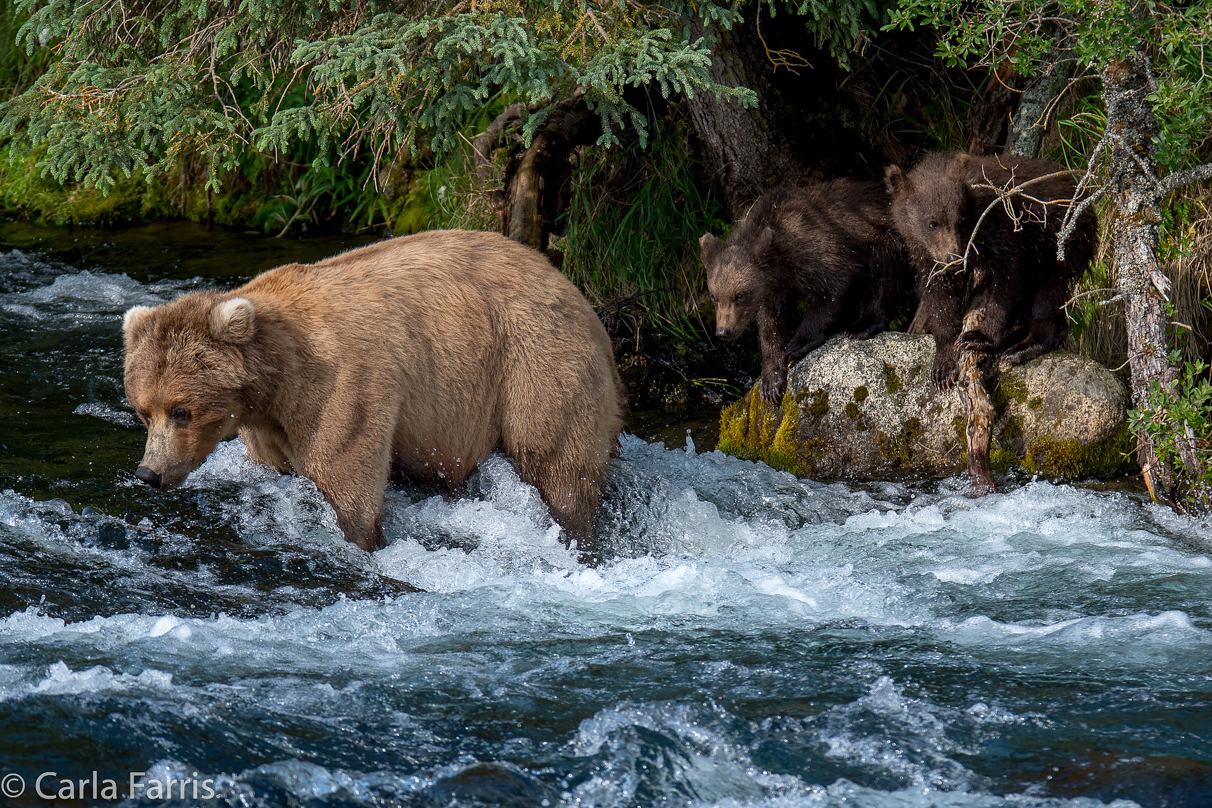 Beadnose (409) & Cubs