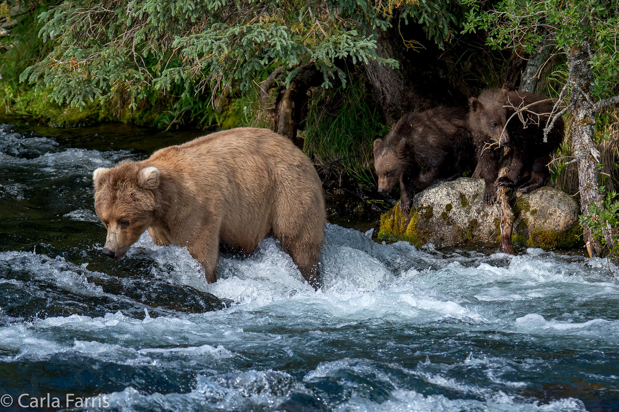 Beadnose (409) & Cubs