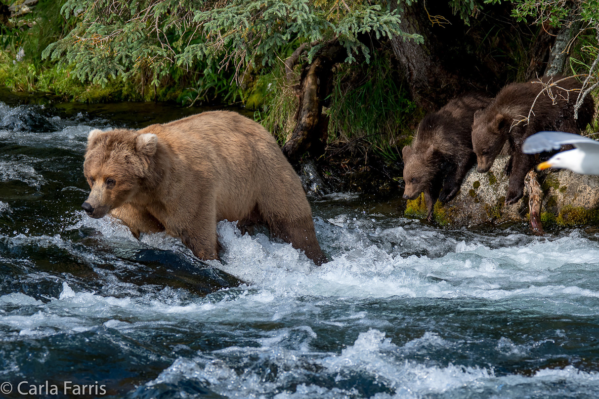 Beadnose (409) & Cubs