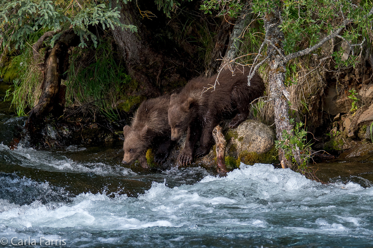 Beadnose's (409) cubs