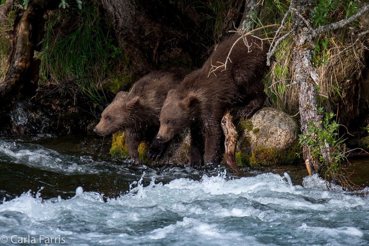 Beadnose's (409) cubs