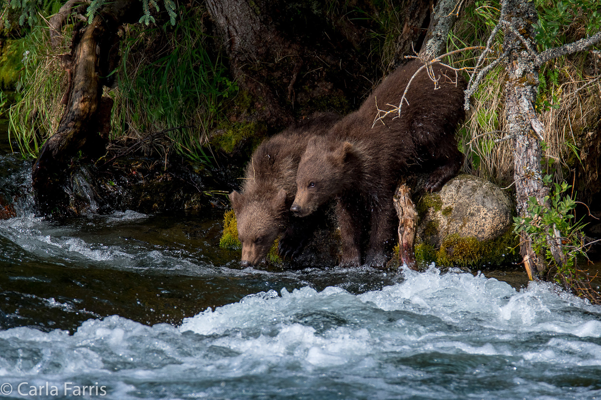 Beadnose's (409) cubs