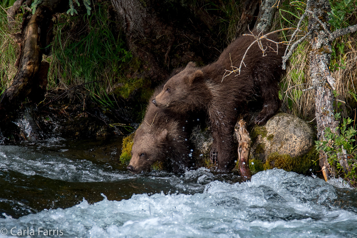 Beadnose's (409) cubs