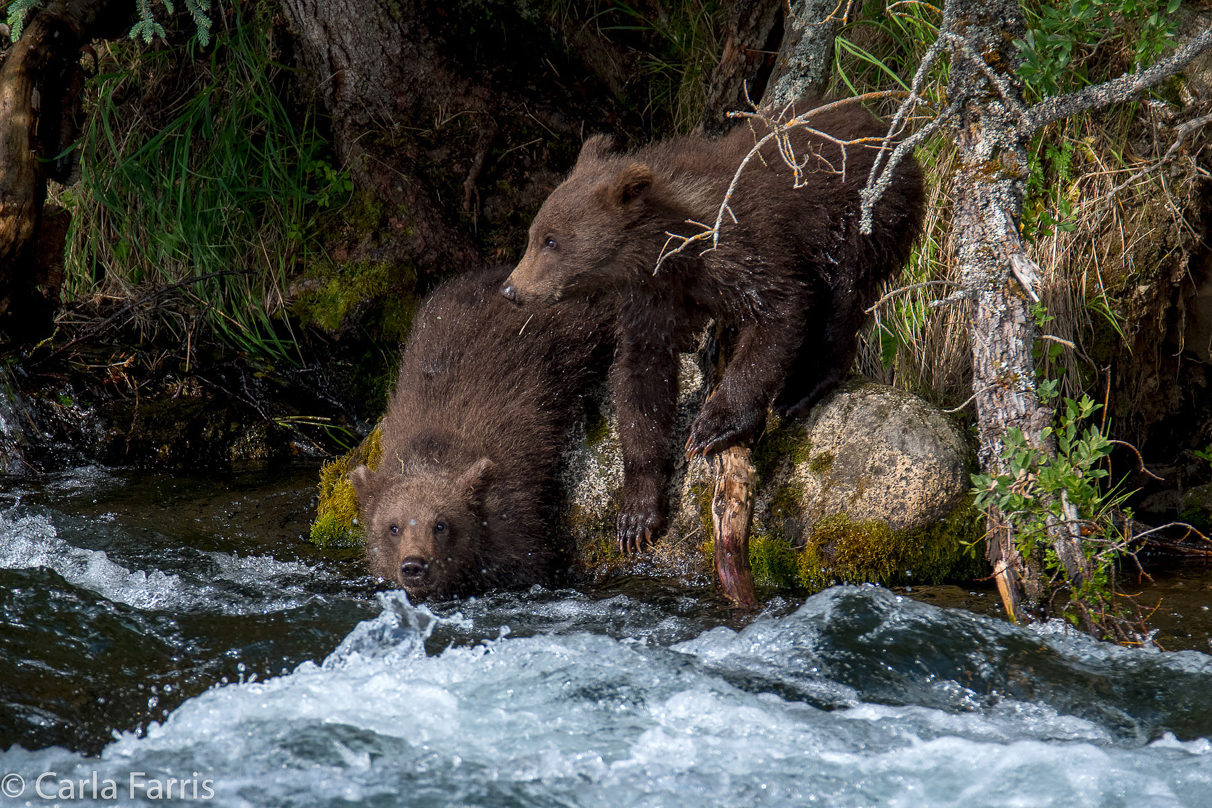 Beadnose's (409) cubs