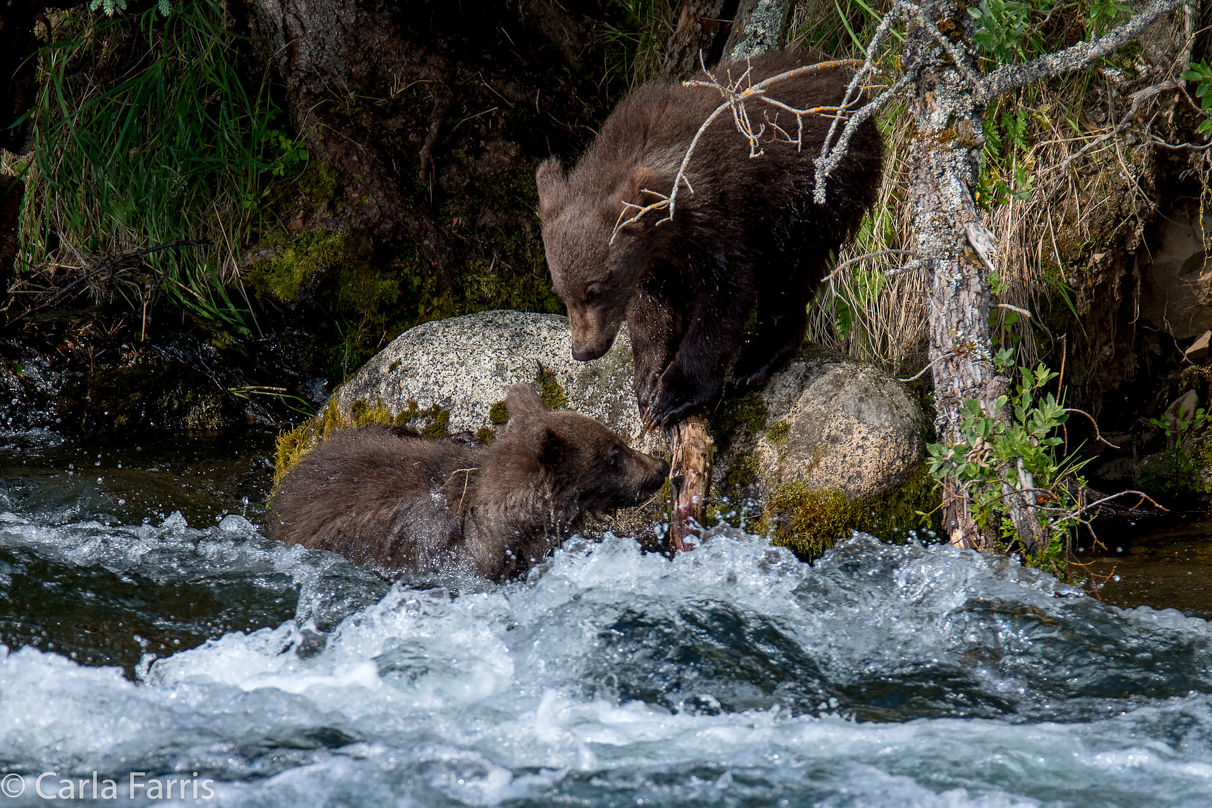 Beadnose's (409) cubs