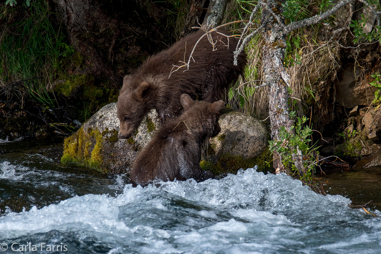 Beadnose's (409) cubs