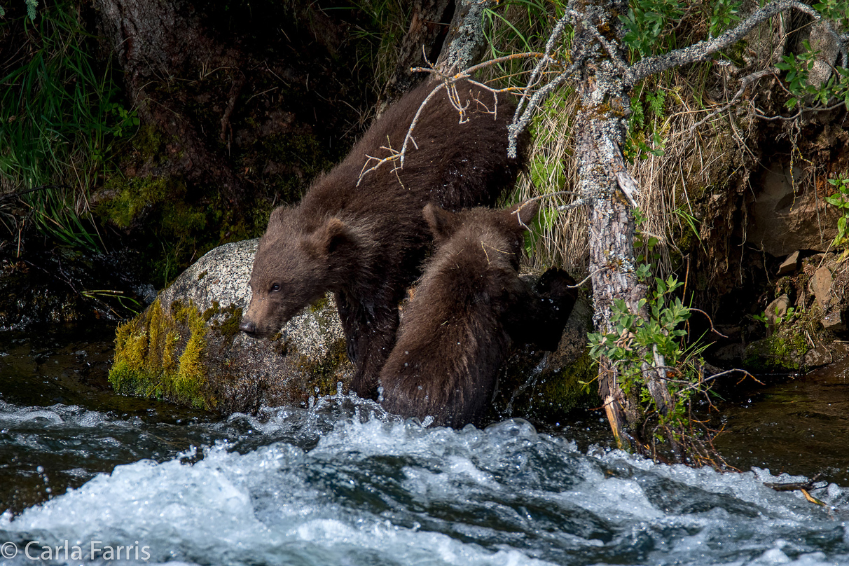 Beadnose's (409) cubs