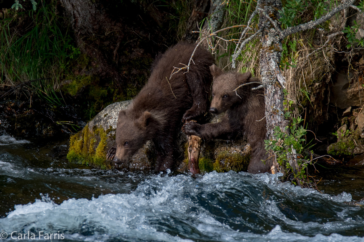 Beadnose's (409) cubs