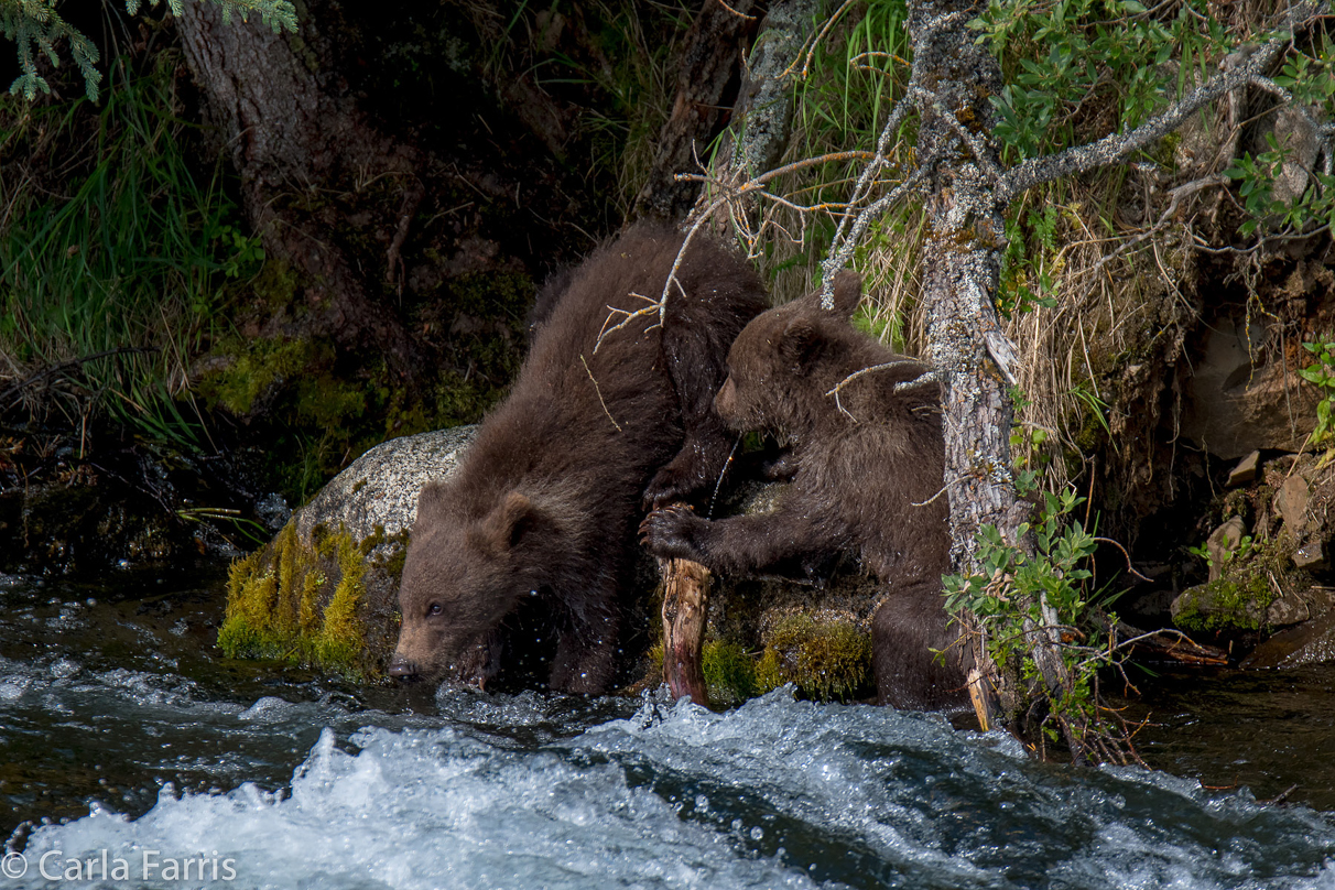 Beadnose's (409) cubs