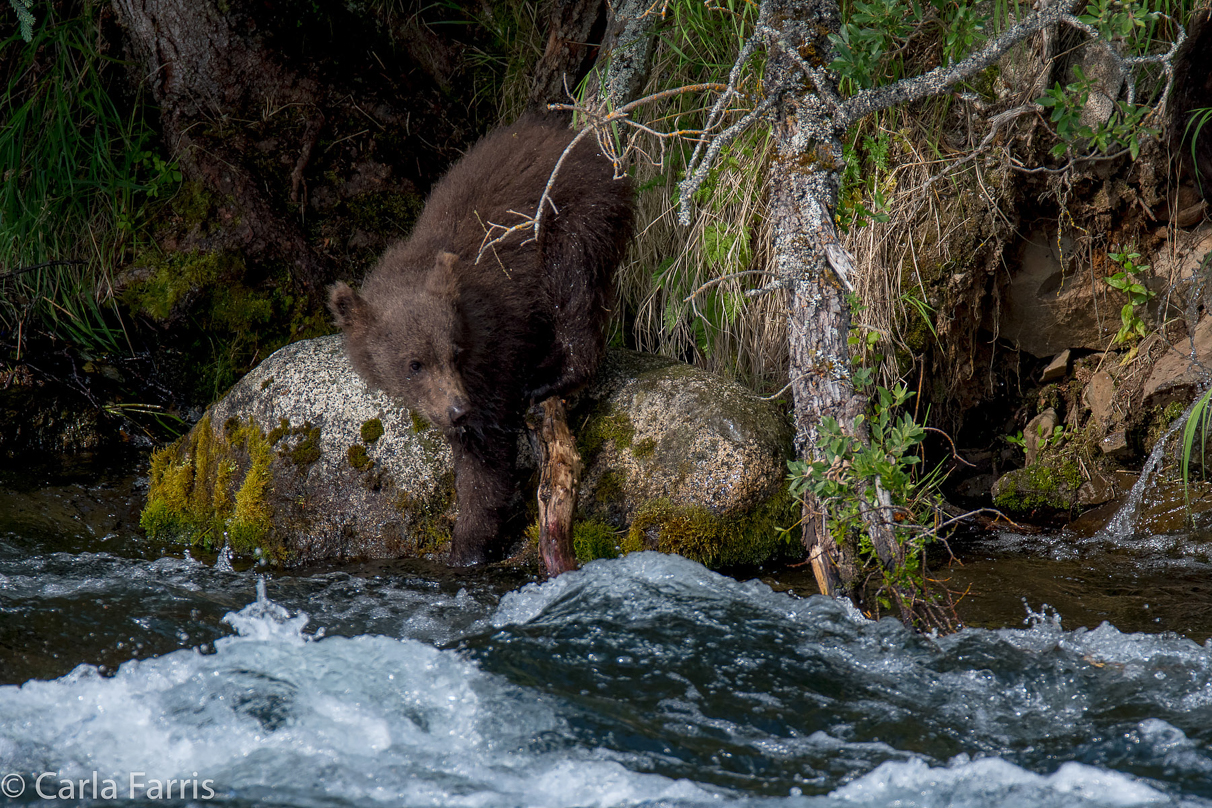 Beadnose's (409) cubs