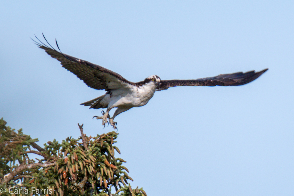 Osprey