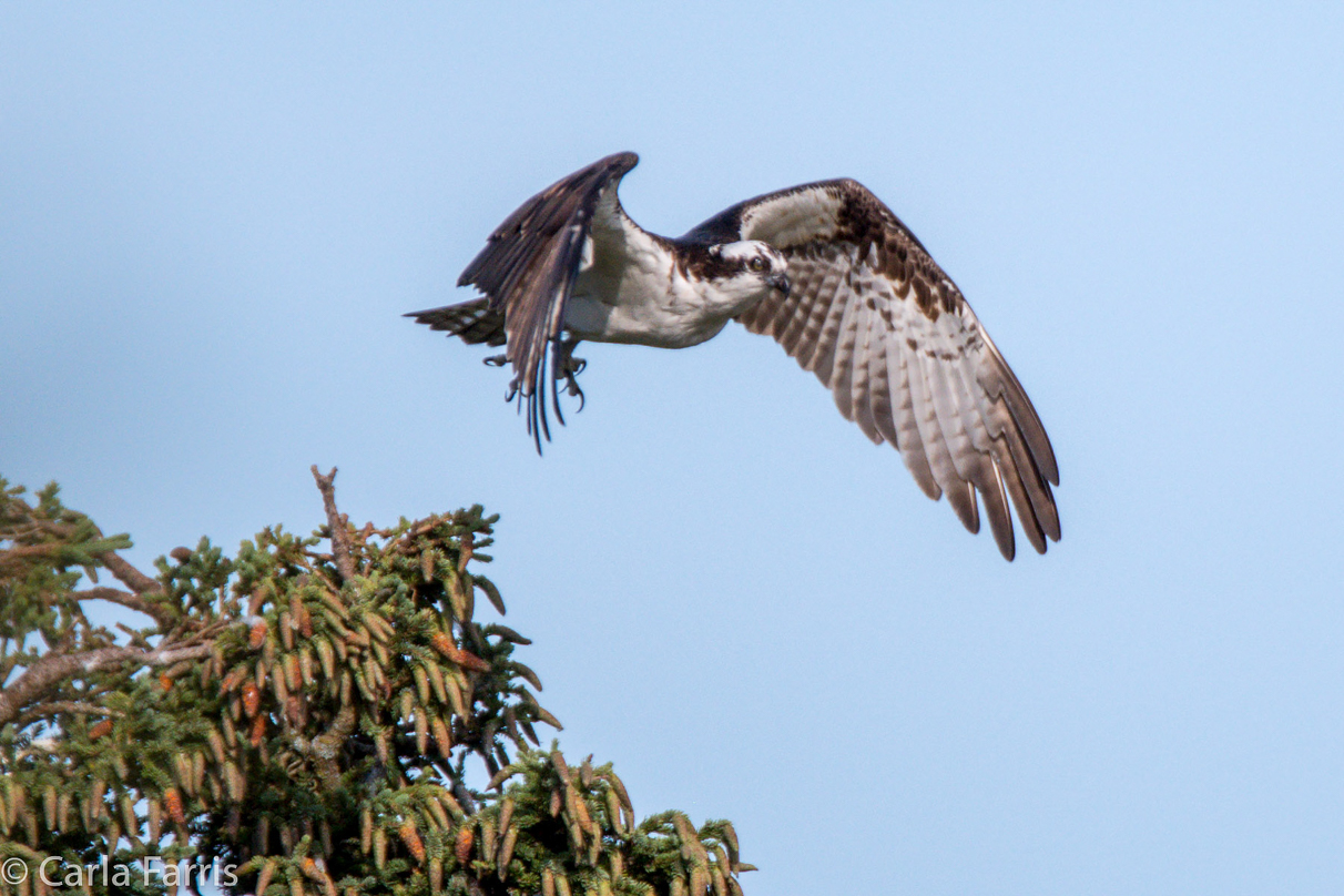 Osprey