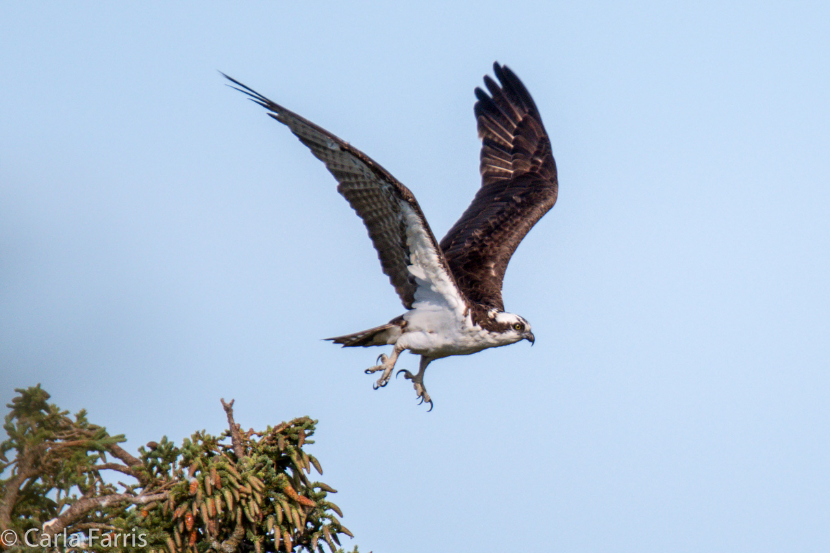 Osprey