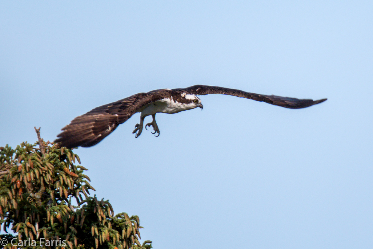 Osprey