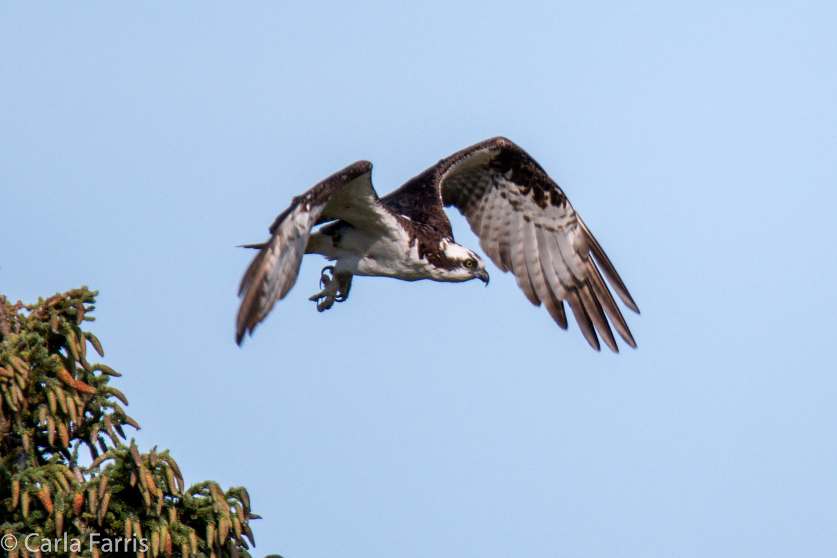 Osprey