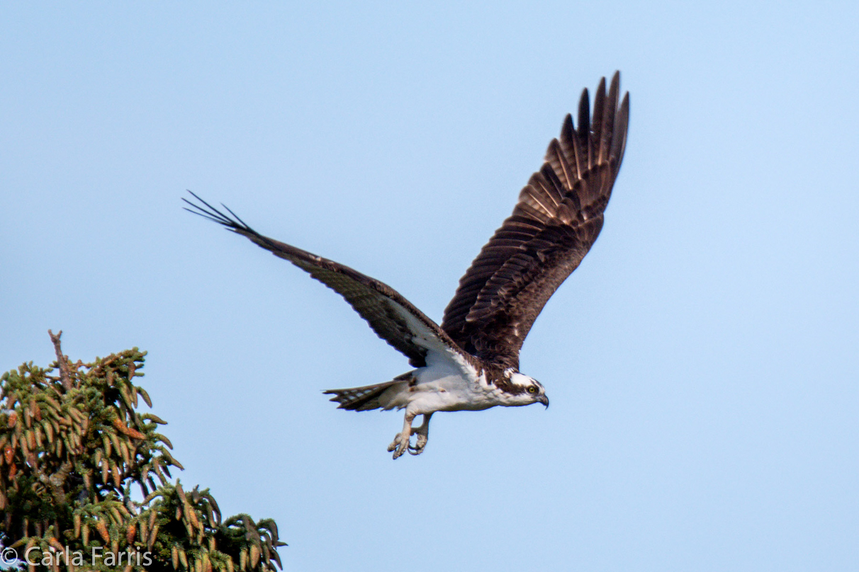 Osprey