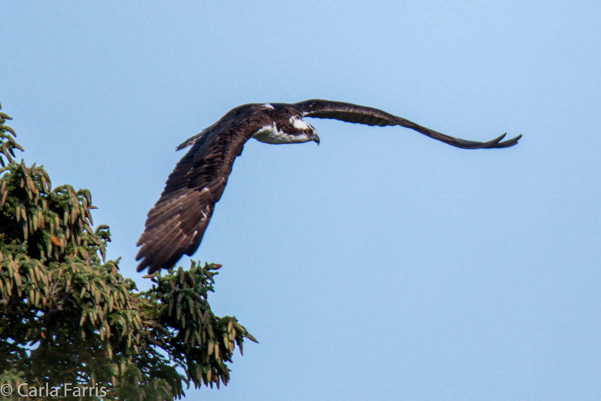 Osprey