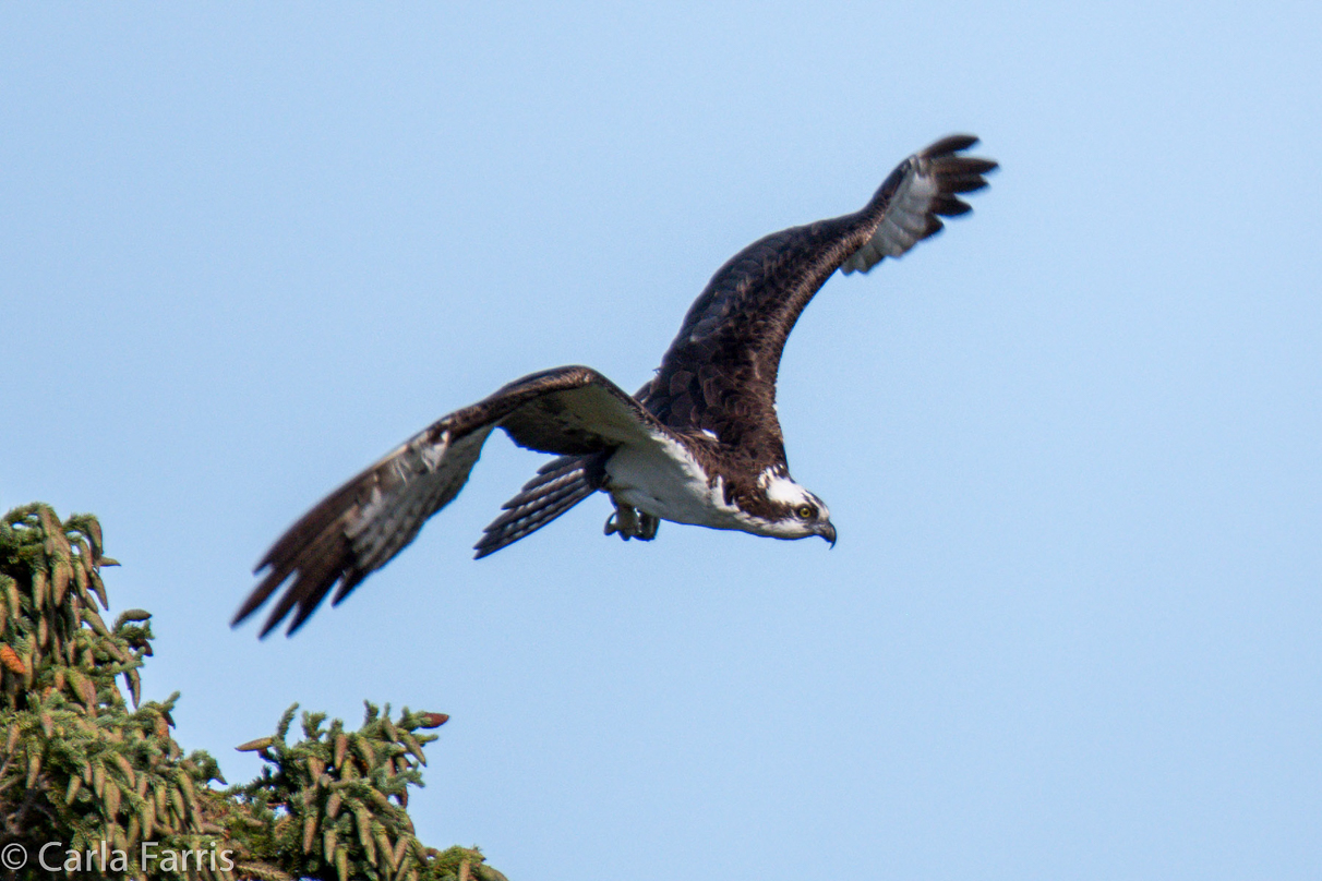 Osprey