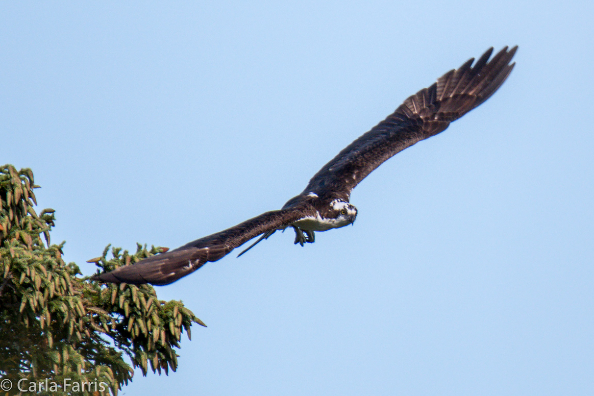 Osprey