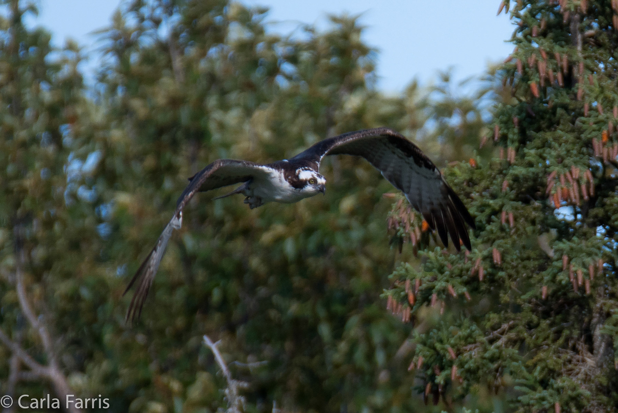 Osprey