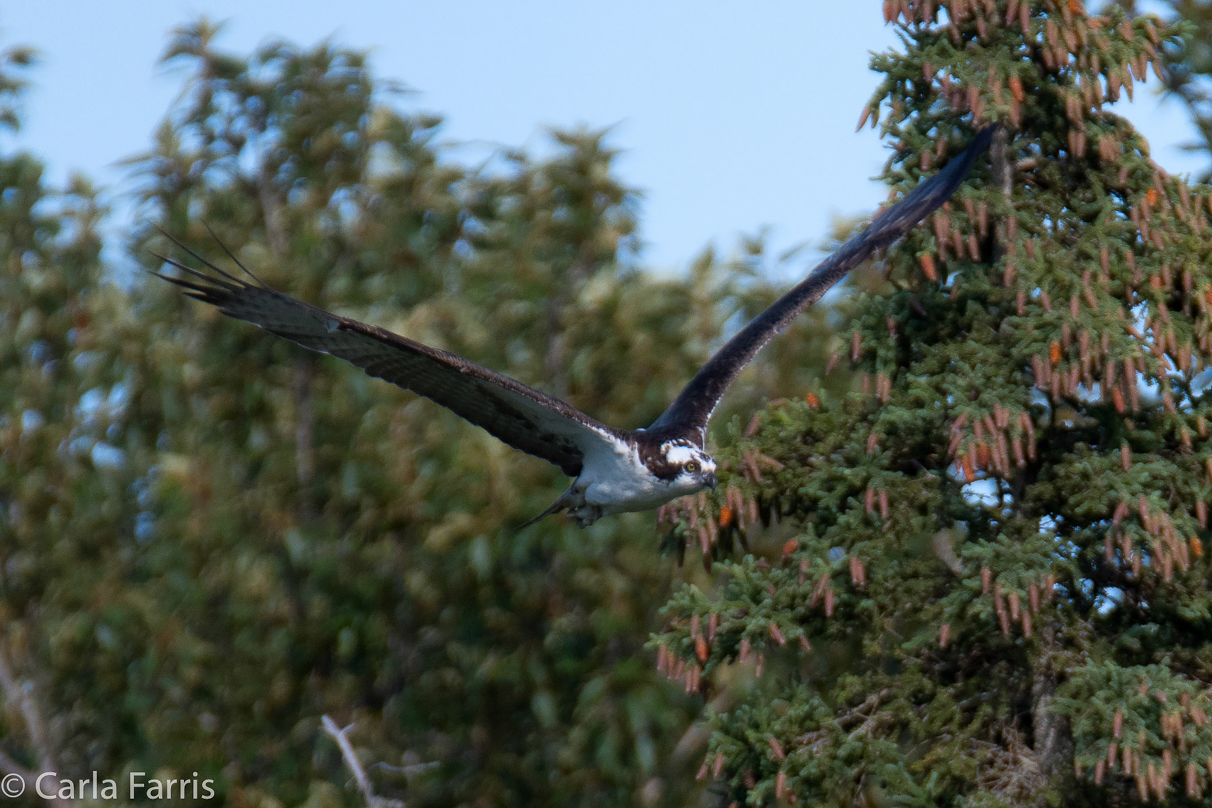 Osprey