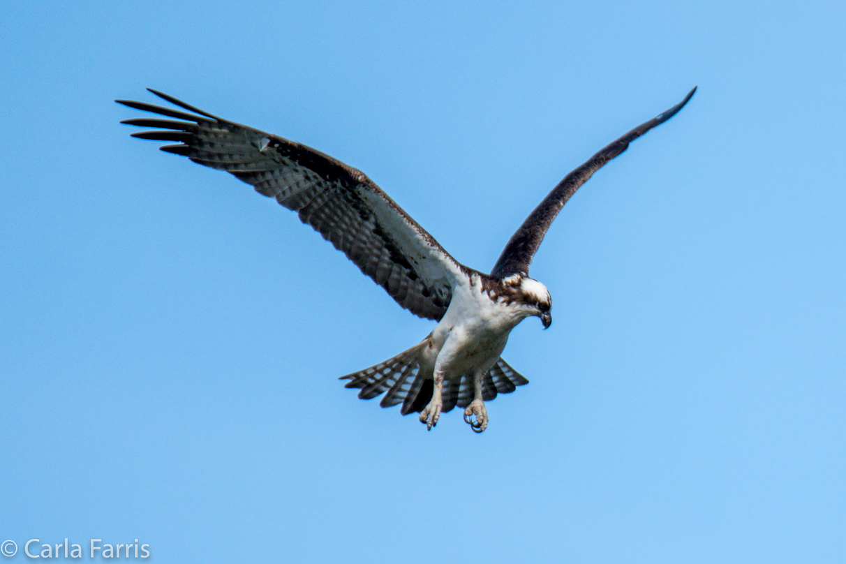 Osprey