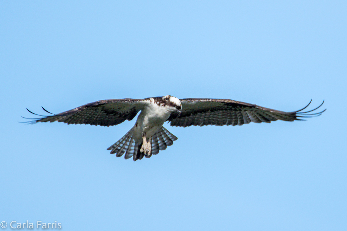 Osprey