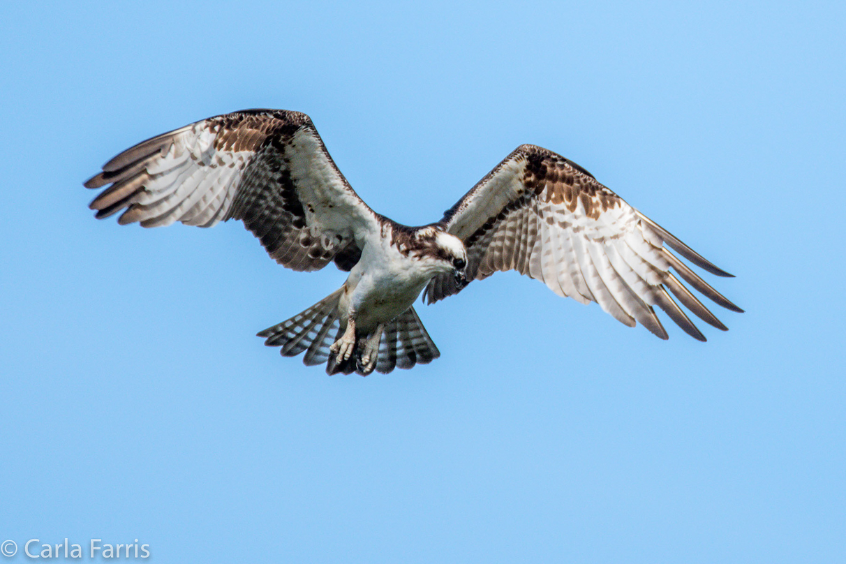 Osprey