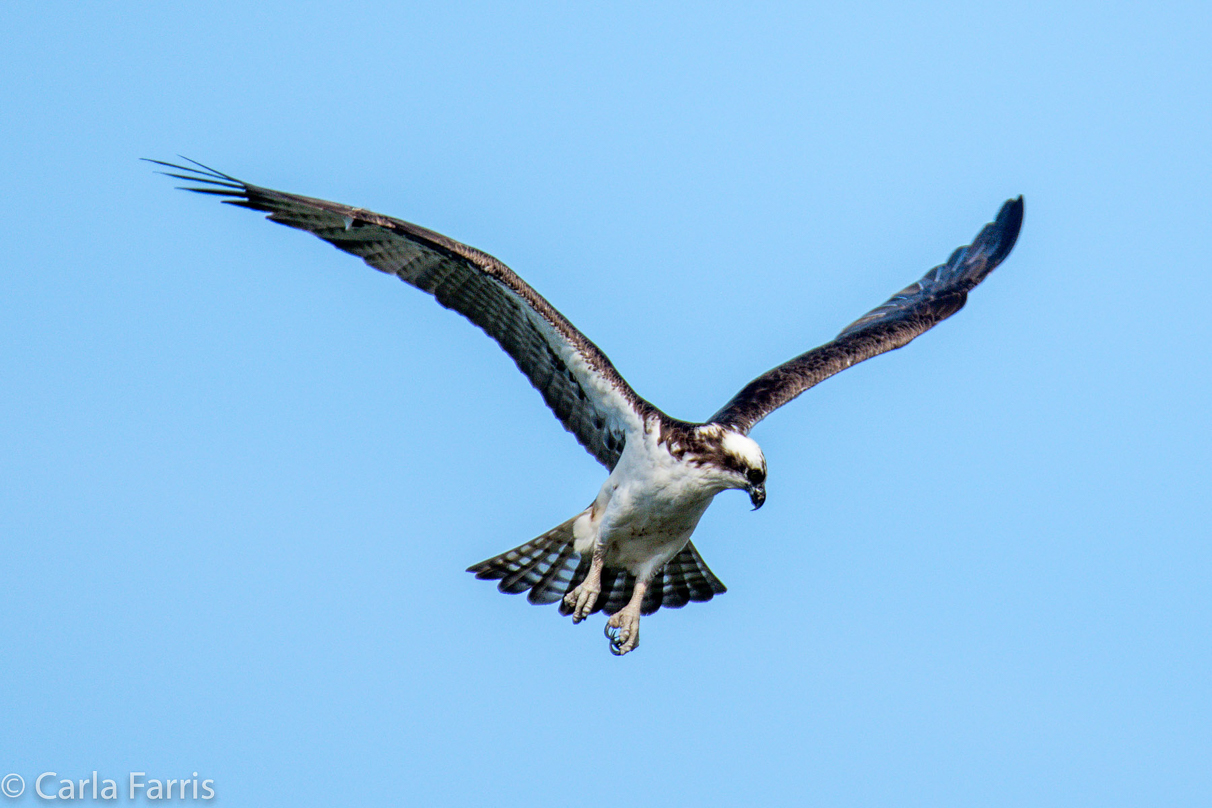 Osprey