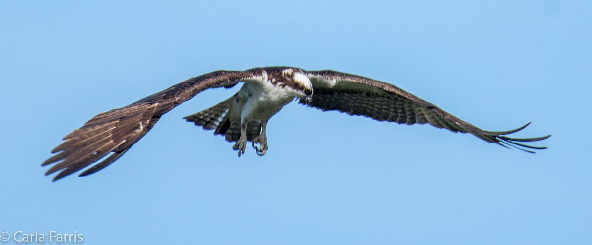 Osprey