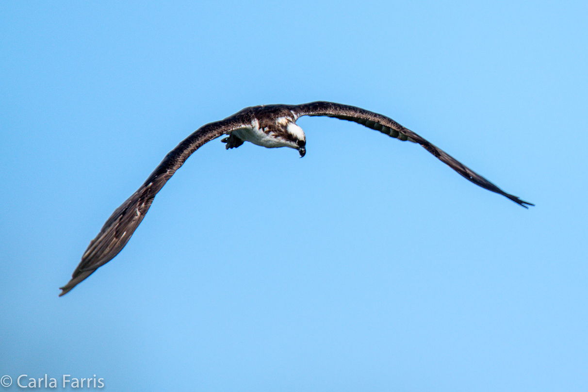 Osprey