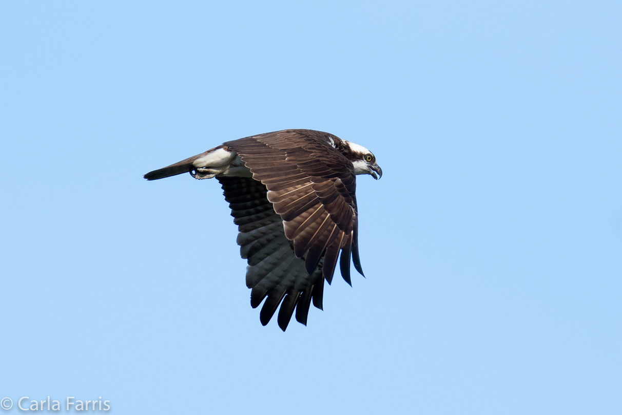 Osprey