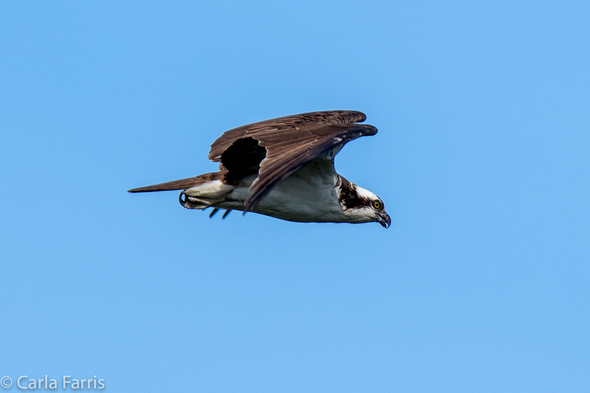 Osprey