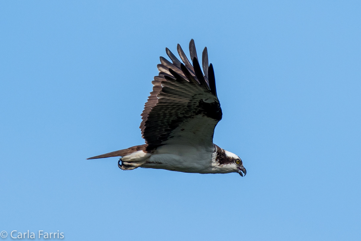 Osprey