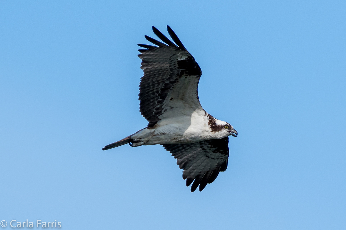 Osprey