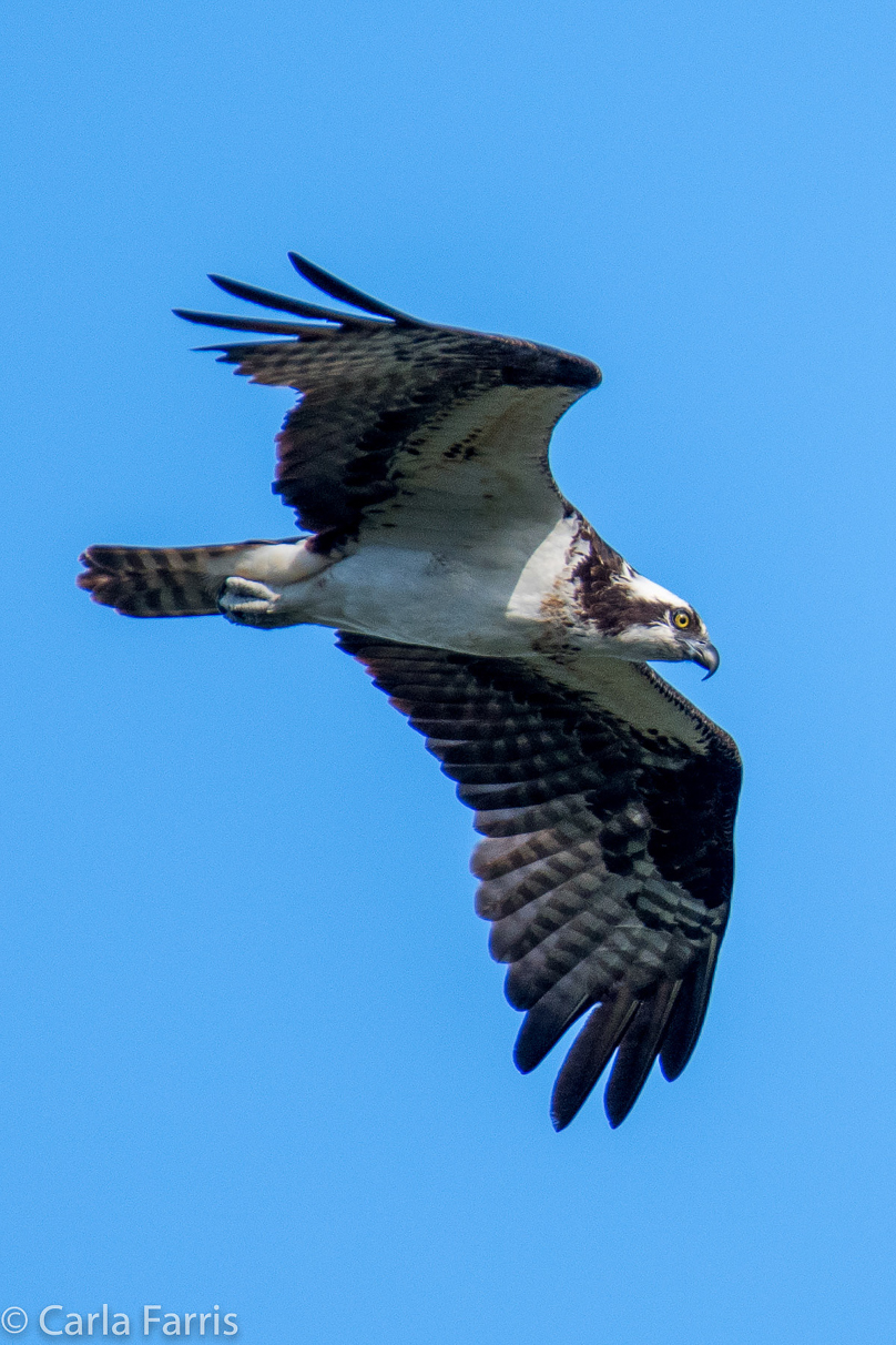 Osprey