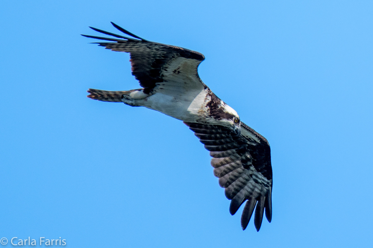 Osprey