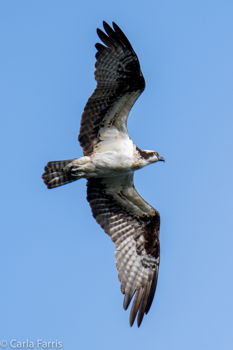 Osprey